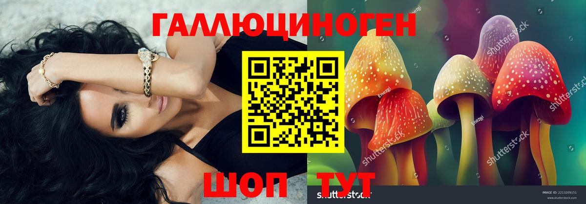 Псилоцибиновые грибы Psilocybine cubensis Асино